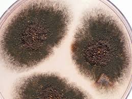 Aspergillus fungi